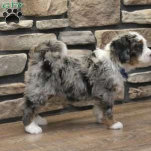 Liam, Mini Bernedoodle Puppy